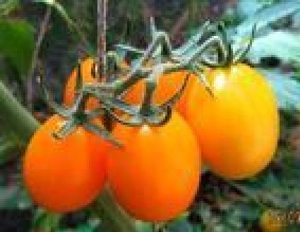 tomate