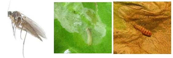 microlépidoptère, larve = chenille, chrysalide