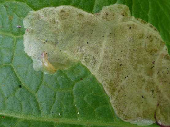 larve de  Pegomya
