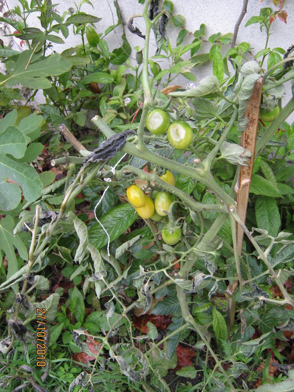 symptômes de l'action du froid sur feuilles et fruits de tomate