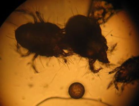 acariens Tetranychus urticae(?) + un oeuf en bas du champ microscopique