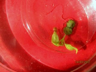 plantule d'aubergine de la photo n�2