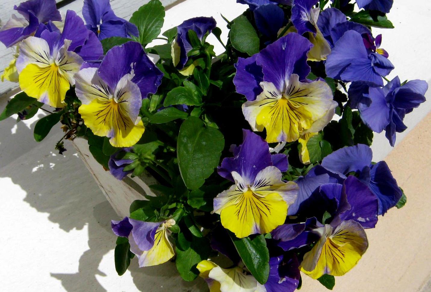 pot�e le 29 mai 